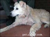 Surgery for Older Dogs: Safe Lipoma Removal with Modern Anesthesia