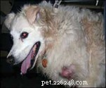 Surgery for Older Dogs: Safe Lipoma Removal with Modern Anesthesia