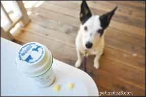 Simple & Trusted Techniques to Get Your Dog to Take His Pills