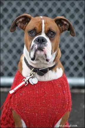Spotting Hypothyroidism in Dogs: Key Signs and Accurate Diagnosis