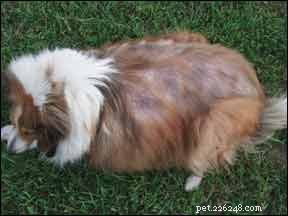 Spotting Hypothyroidism in Dogs: Key Signs and Accurate Diagnosis