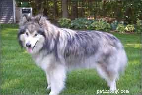 Spotting Hypothyroidism in Dogs: Key Signs and Accurate Diagnosis