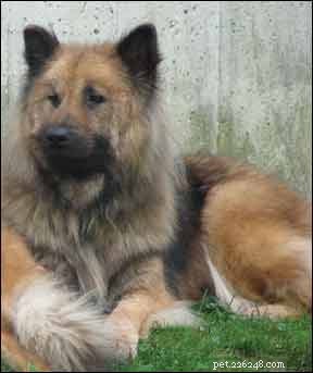 Spotting Hypothyroidism in Dogs: Key Signs and Accurate Diagnosis