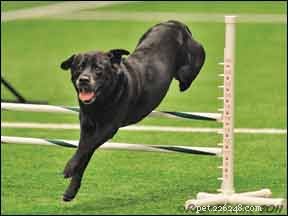 Spotting Hypothyroidism in Dogs: Key Signs and Accurate Diagnosis