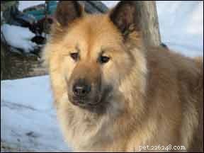 Spotting Hypothyroidism in Dogs: Key Signs and Accurate Diagnosis