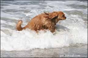 When to Seek Veterinary Care After Your Dog s Near-Drowning at the Pool