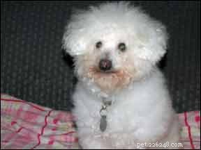 Manage Your Dog’s Diabetes with a Tailored Diet Plan