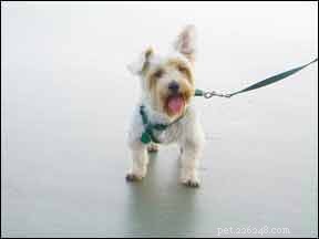 Manage Your Dog’s Diabetes with a Tailored Diet Plan
