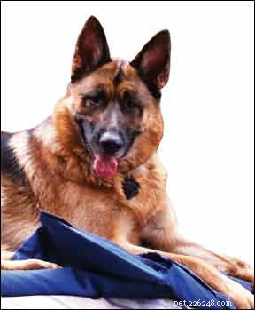 Manage Your Dog’s Diabetes with a Tailored Diet Plan