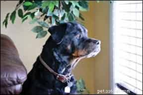 Manage Your Dog’s Diabetes with a Tailored Diet Plan