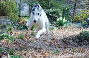 Manage Your Dog’s Diabetes with a Tailored Diet Plan