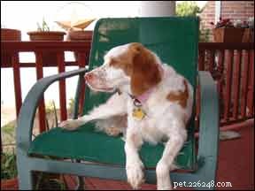 Manage Your Dog’s Diabetes with a Tailored Diet Plan