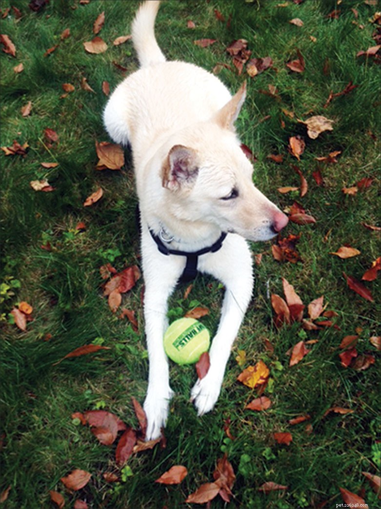 Doxycycline Shortage Forces Humans and Pets to Seek Alternative Treatments