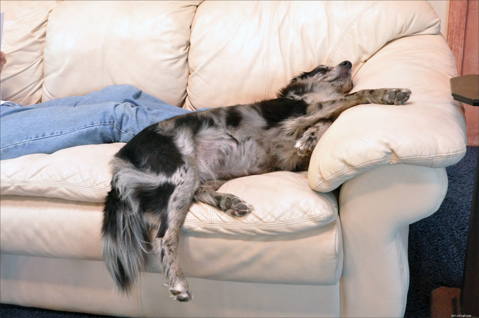 Is Your Dog Urinating Indoors? Common Causes & Solutions
