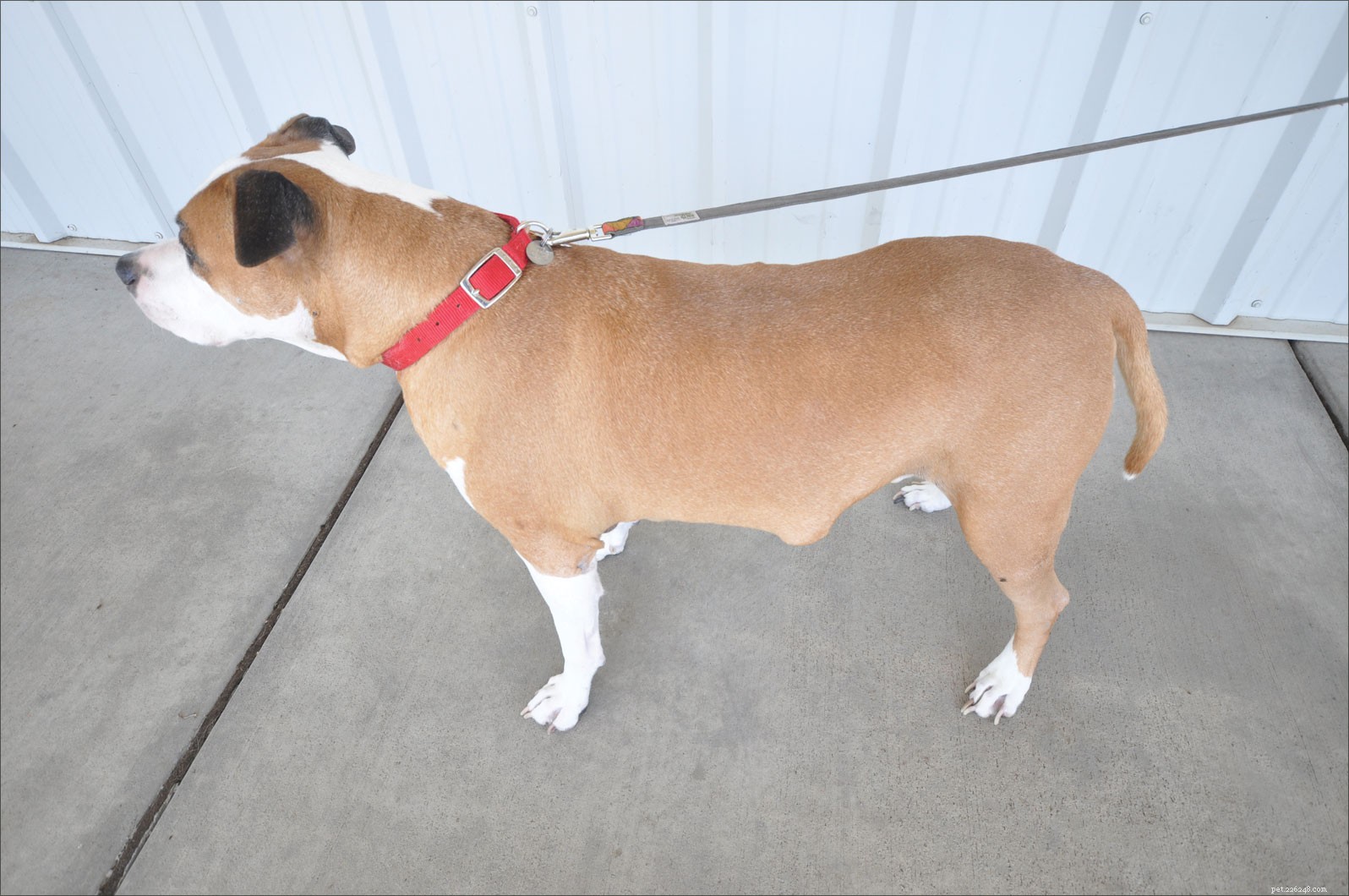 How to Spot Benign vs Malignant Tumors in Your Aging Dog
