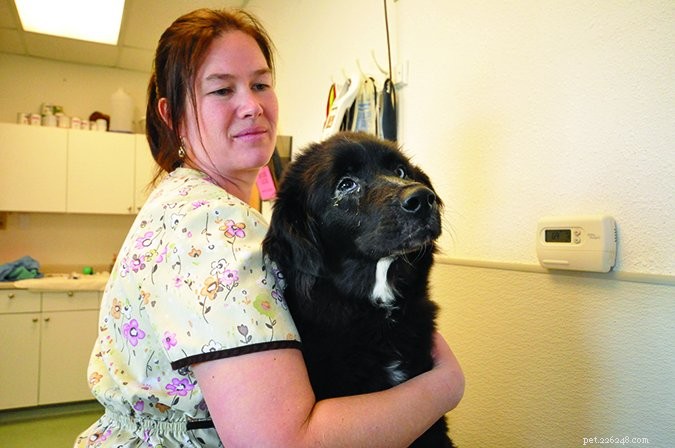 Expert Guide: Safely Administering Eye Medication to Your Dog