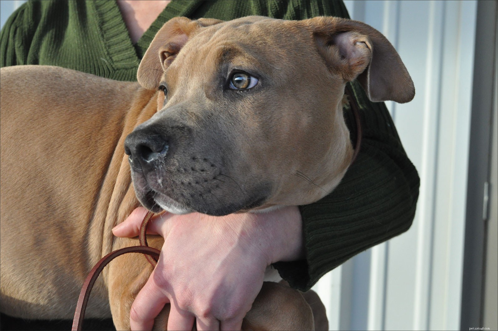 Effective Prevention & Treatment of Kennel Cough in Dogs