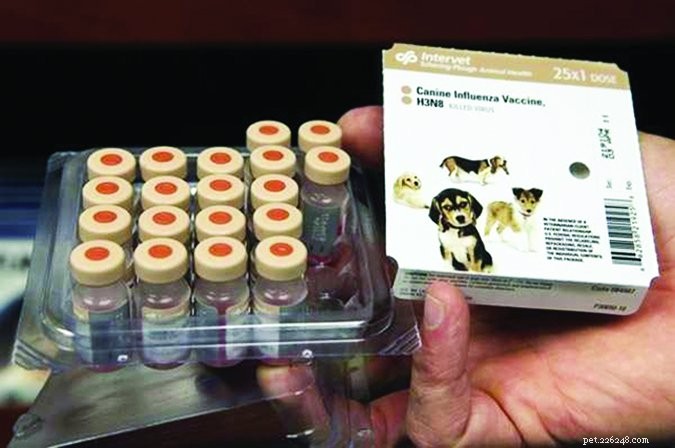 Effective Prevention & Treatment of Kennel Cough in Dogs