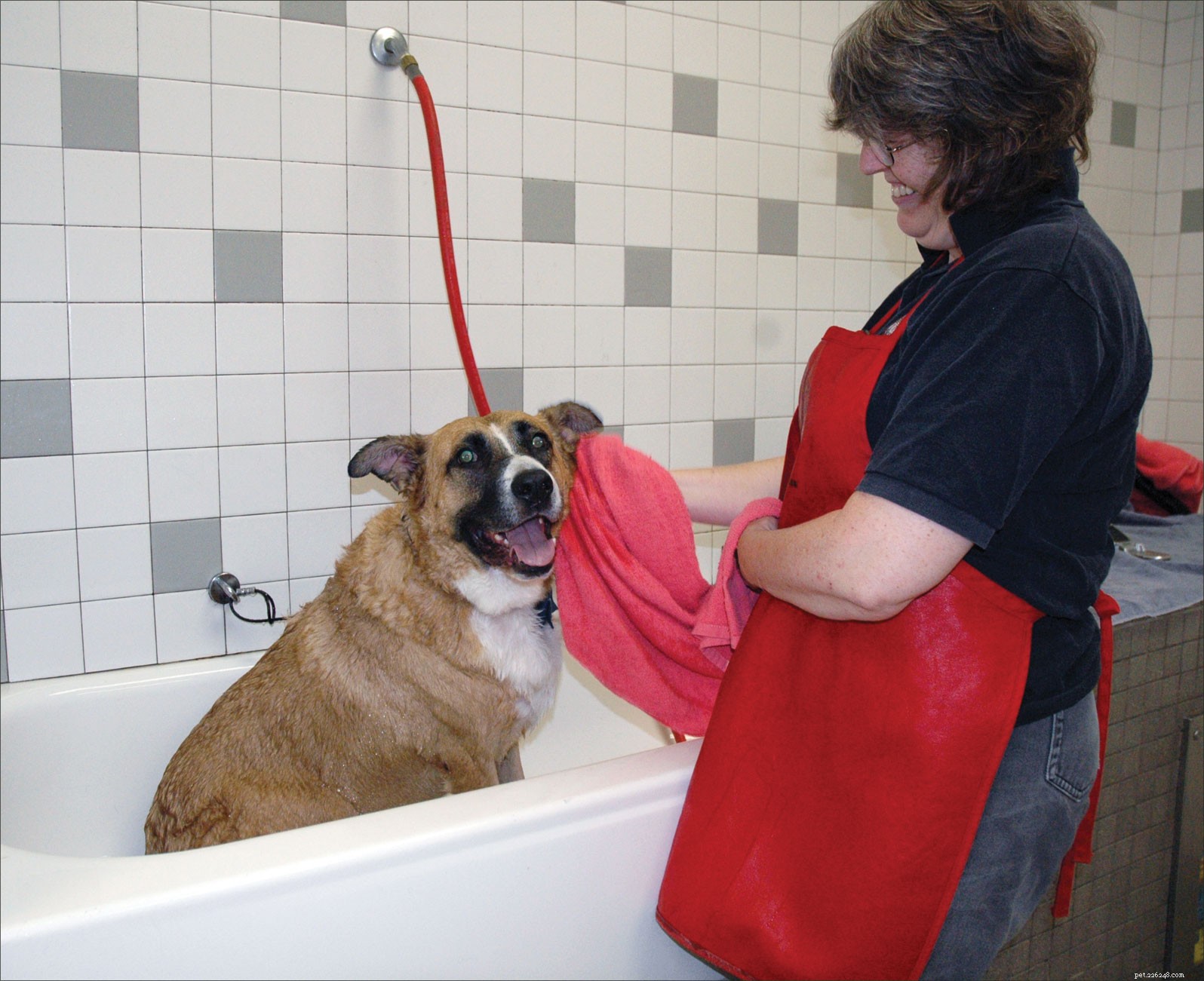 Safe Dog Examination: A Step-by-Step Guide