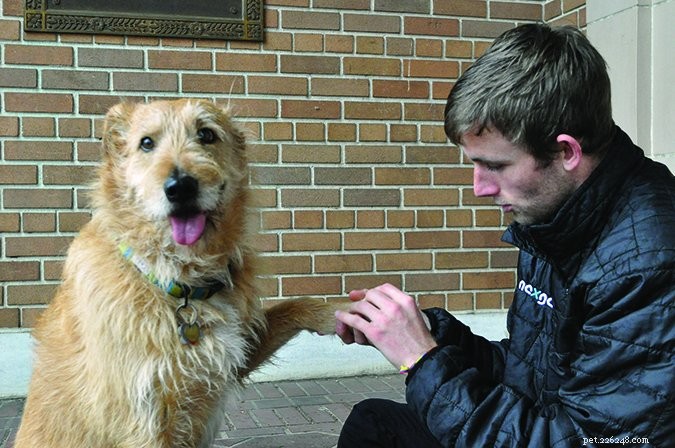 Safe Dog Examination: A Step-by-Step Guide