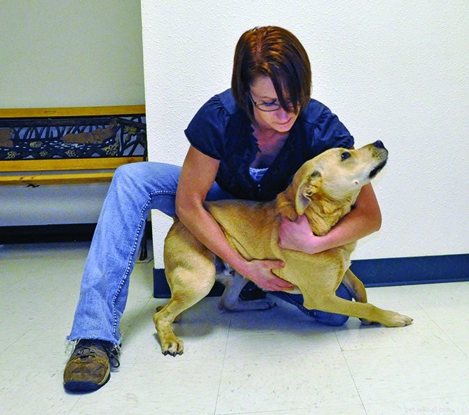 Safe Dog Examination: A Step-by-Step Guide