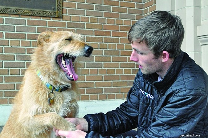 Safe Dog Examination: A Step-by-Step Guide
