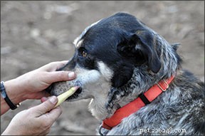 Why and How to Manage Your Dog’s Dental Hygiene: A Proven Guide
