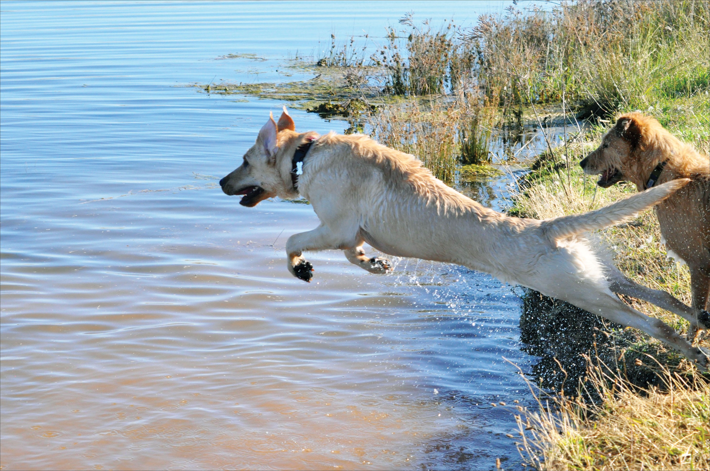 Why Maintaining Your Dog’s Ideal Weight Can Be Life‑Saving