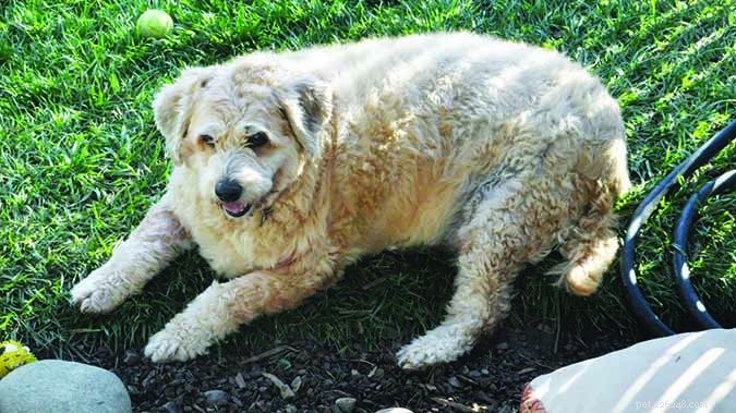 Why Maintaining Your Dog’s Ideal Weight Can Be Life‑Saving