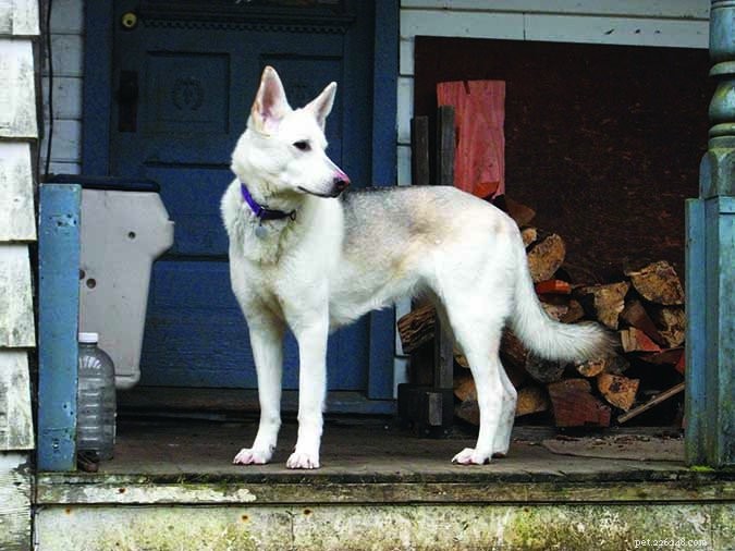 Why Maintaining Your Dog’s Ideal Weight Can Be Life‑Saving