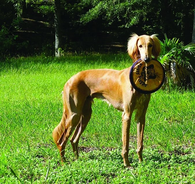 Why Maintaining Your Dog’s Ideal Weight Can Be Life‑Saving