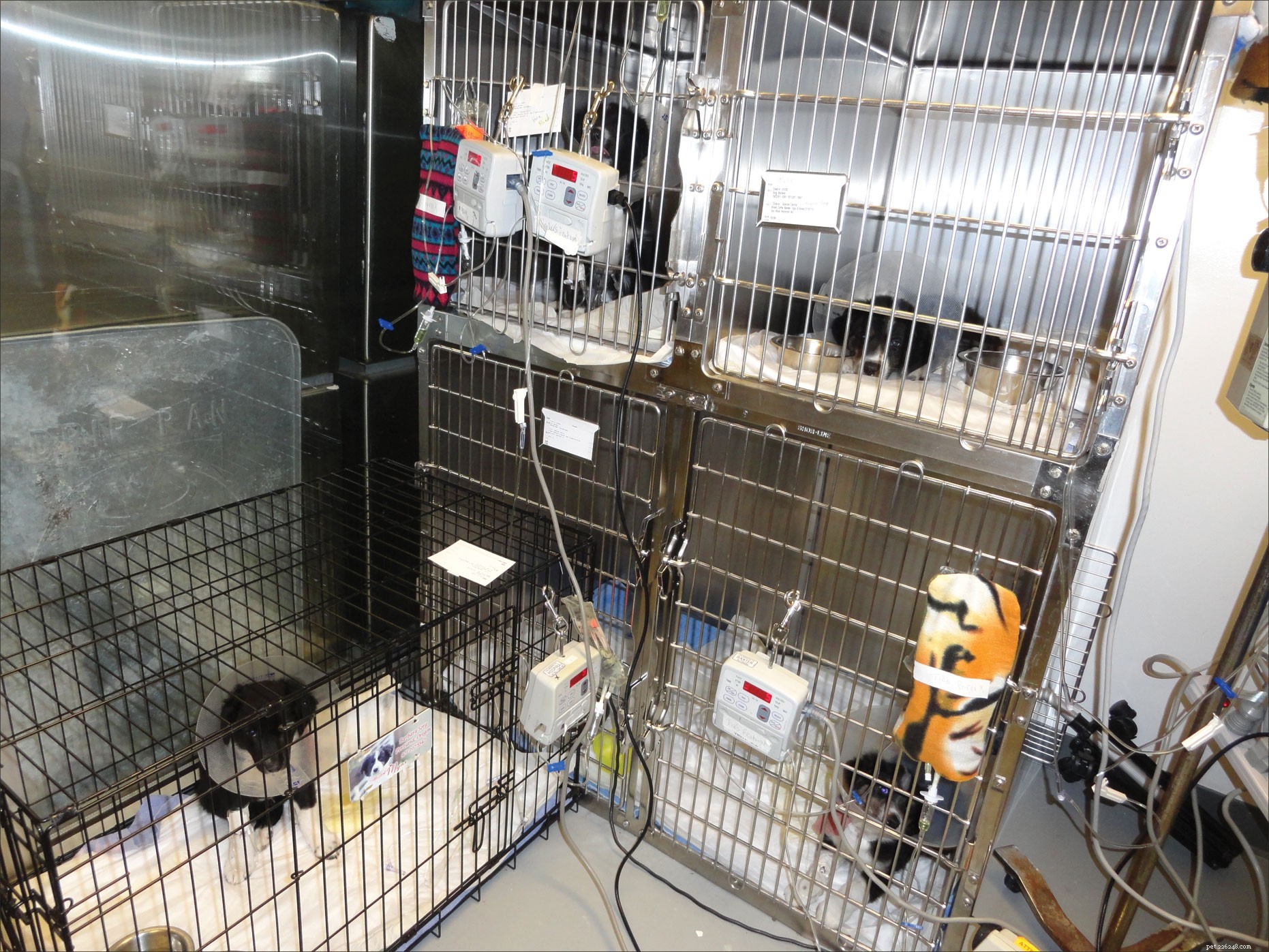 Revolutionary At-Home Parvo Therapy Could Save Puppies & Reduce Unnecessary Euthanasia