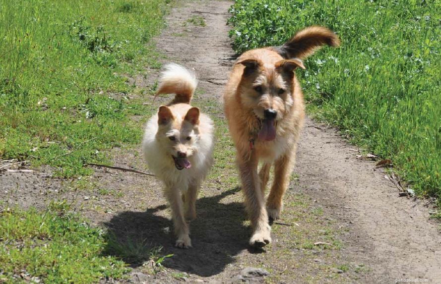 Identifying Hip Dysplasia in Dogs: Key Signs and Early Detection Tips