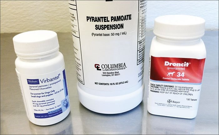 How to Treat Worm Infections in Dogs: Effective Deworming Strategies