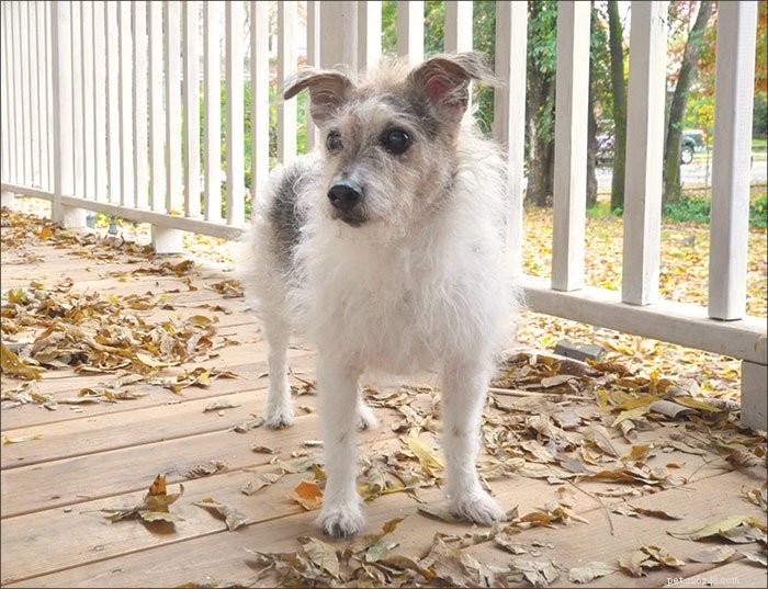 The Placebo Effect in Dogs: How Belief Influences Their Health