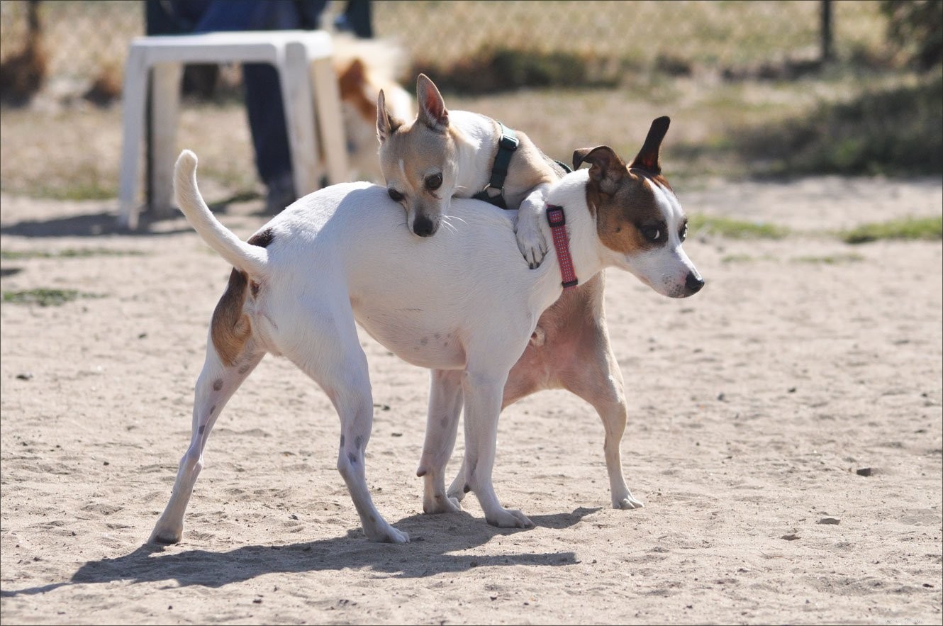 Efficient Scalpelfree Dog Neutering: A Safe, Precise Procedure