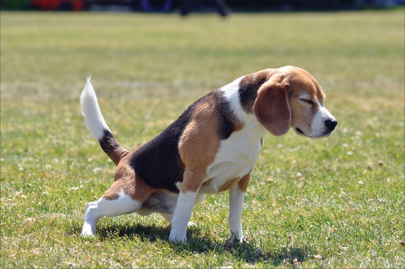 Understanding Canine Bladder Infections: Causes, Symptoms, and Treatment