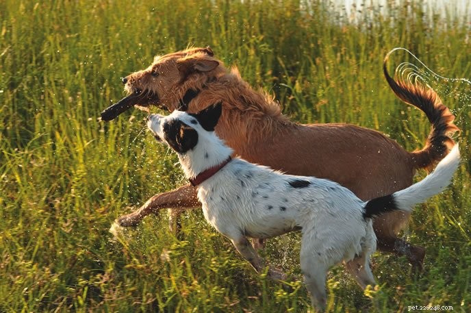 Keep Your Energetic Dog Safe: Expert Tips to Prevent Injuries