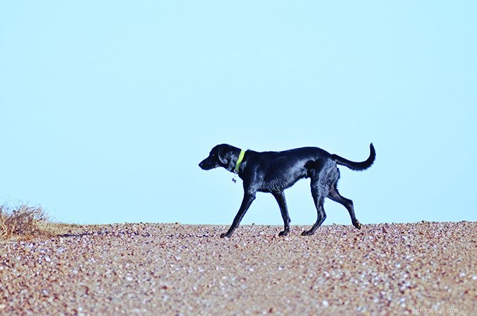 Keep Your Energetic Dog Safe: Expert Tips to Prevent Injuries