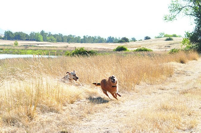 Keep Your Energetic Dog Safe: Expert Tips to Prevent Injuries
