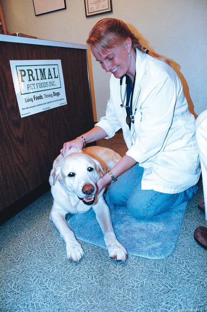 Essential Biannual Wellness Exams for Senior Dogs