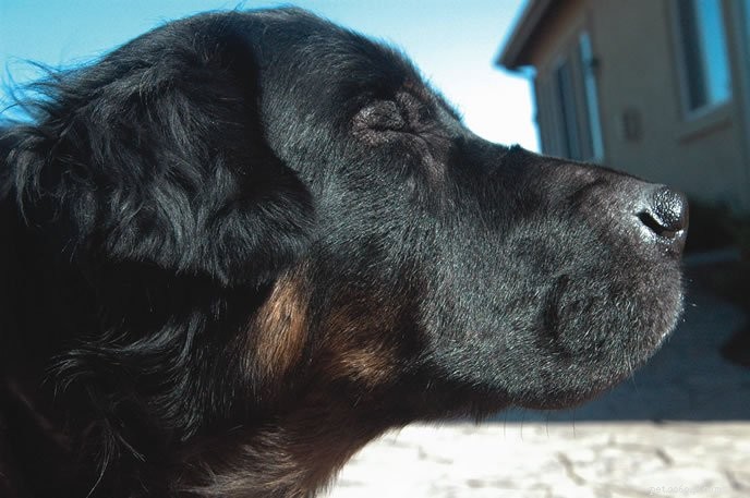 Can a Food Elimination Diet Help Your Allergic Dog? Expert Guide
