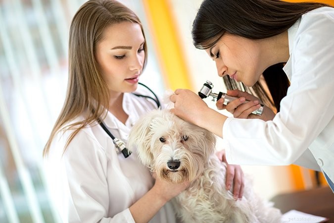 Is Your Dog s Itch Caused by a Food Allergy? A Vet-Approved Guide