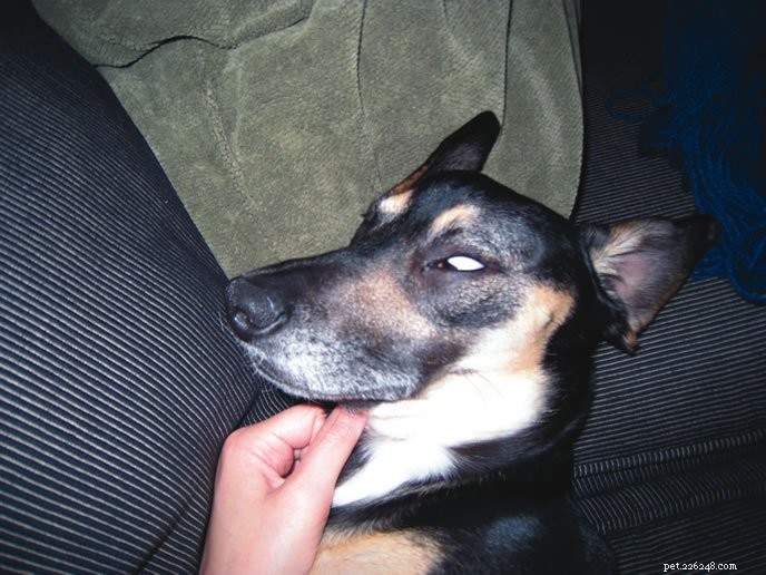 When Is It Urgent to Bring Your Dog to an Emergency Vet? A Guide for Pet Parents