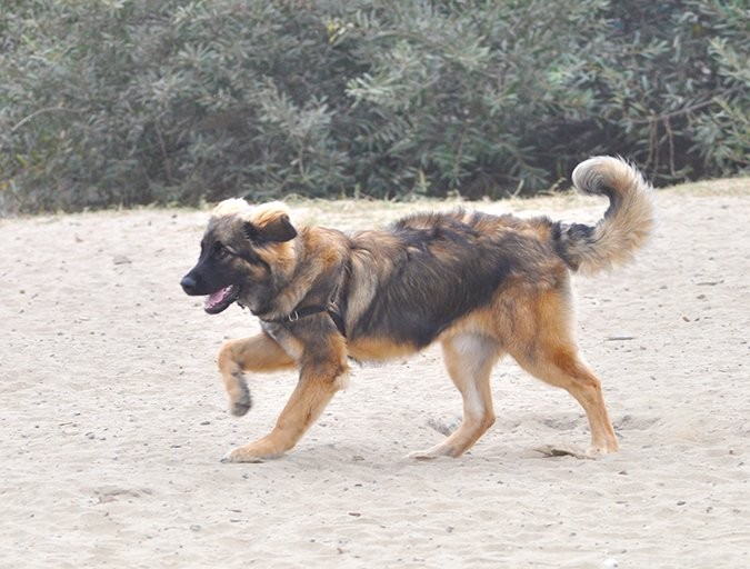 When Is It Urgent to Bring Your Dog to an Emergency Vet? A Guide for Pet Parents