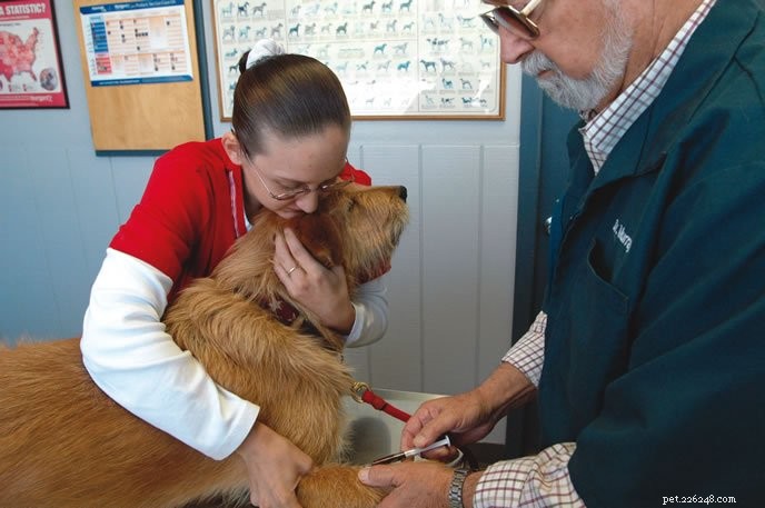 Ensure Your Dog’s Health: Schedule Comprehensive Bloodwork Today