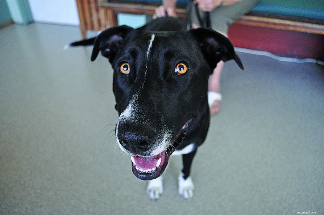 A Gentle Guide to Preparing Your Dog for a Stress-Free Vet Visit