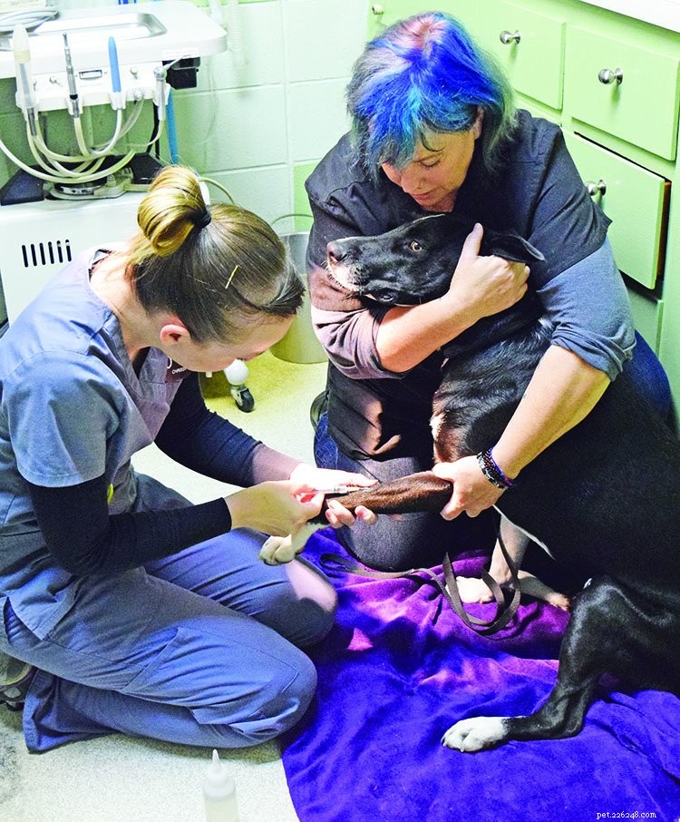 A Gentle Guide to Preparing Your Dog for a Stress-Free Vet Visit