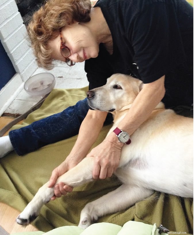 Easing Your Dog’s Osteoarthritis: Proven Complementary Therapies for Pain Relief and Mobility