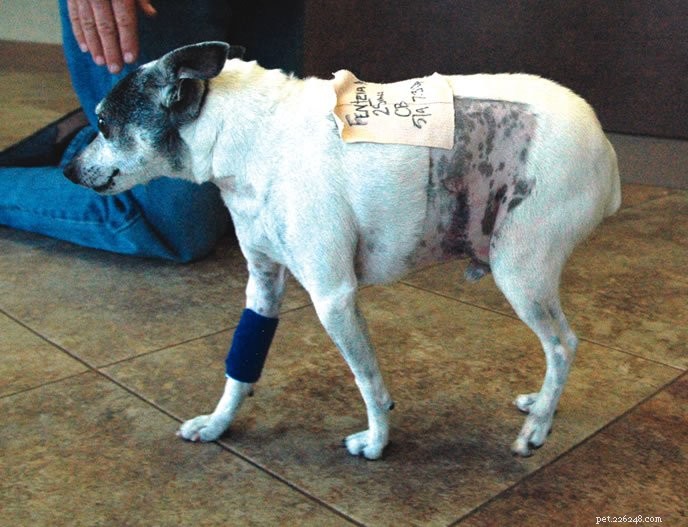 Ensure Your Dog Recovers Smoothly: Expert Tips for Post-Procedure Care